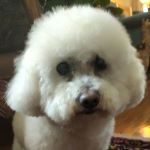 Bijou
