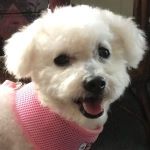 Lulu