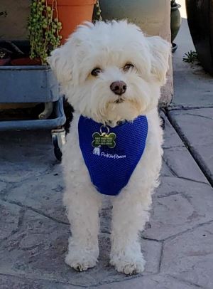 Bailey