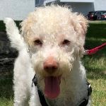 Fonzie