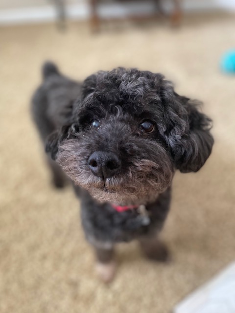 DOMINO