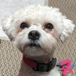 Bichon FurKids – Making a Difference in a Dogs Life