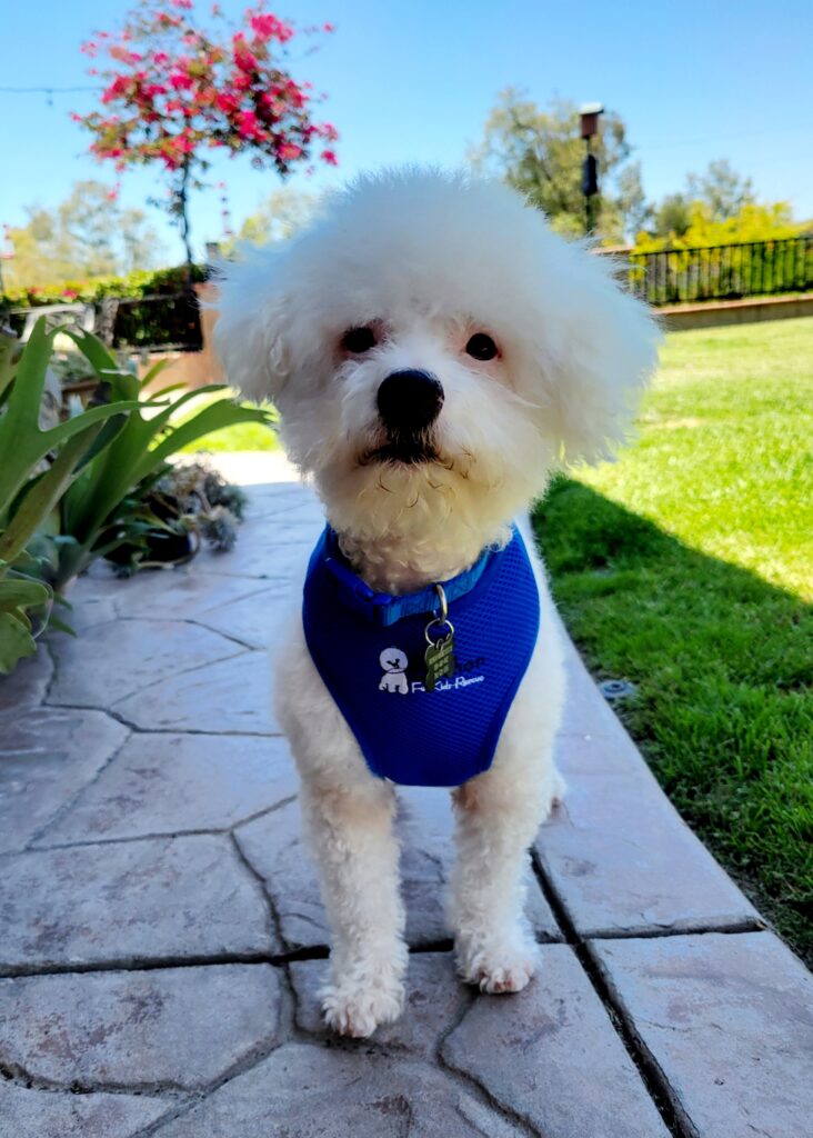 Darby in the shade