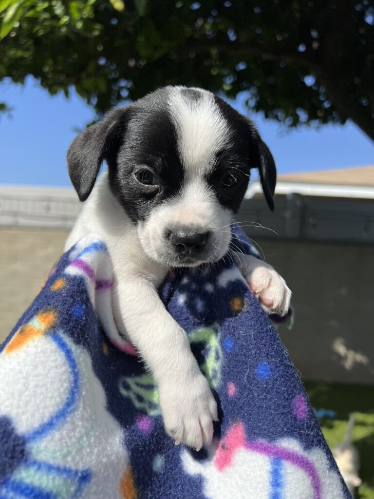 Petey with one foot forward