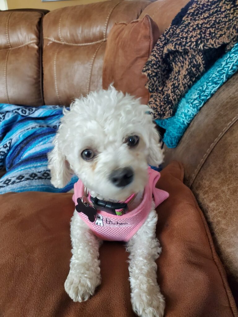 Pixie close up