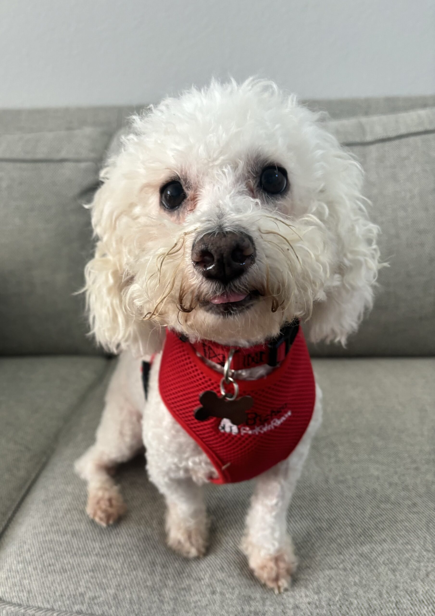 Georgie with tongue