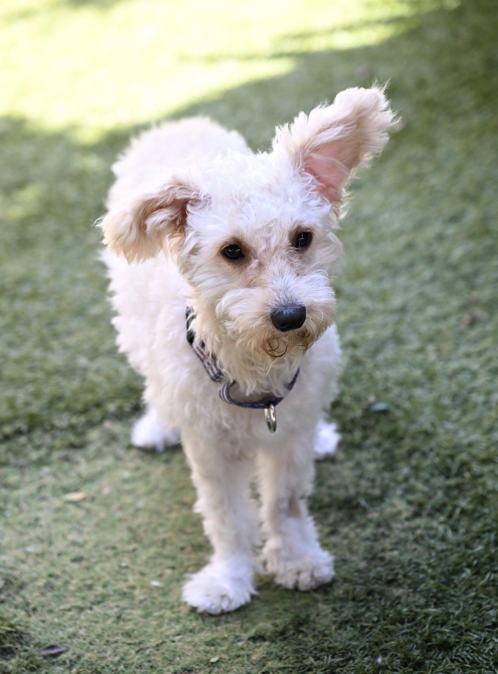 Murphy standing with ear up