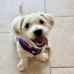 Smiling Nicky with harness 2