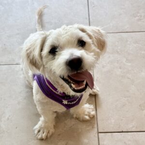 Smiling Nicky with harness 2
