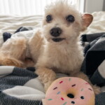 Mr. Cookie