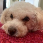 Phoebe
