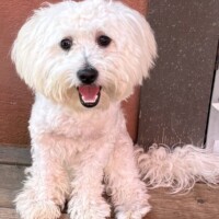1 year old fostered in So Cal