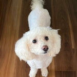 Trixie