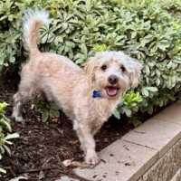 Young male fostered in San Diego