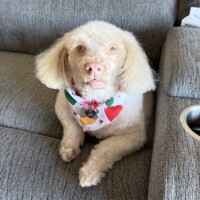 Adult Male in San Diego