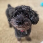 DOMINO