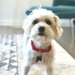 EMMIE