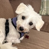 Young Male in Sacramento