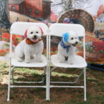 Precious Pups