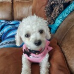 Pixie close up
