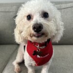 Georgie with tongue