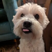 Adult Male in Los Angeles