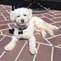Young Male in Danville sammy 2