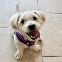 Smiling Nicky with harness 2
